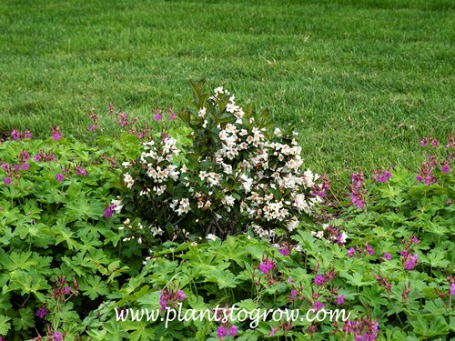 'Date Night Tuxedo' Weigela (Weigela florida)
this plant is in a bed of 'Ingwersen's variety' Geranium (Geranium macrorrhizum) 
(June 9)